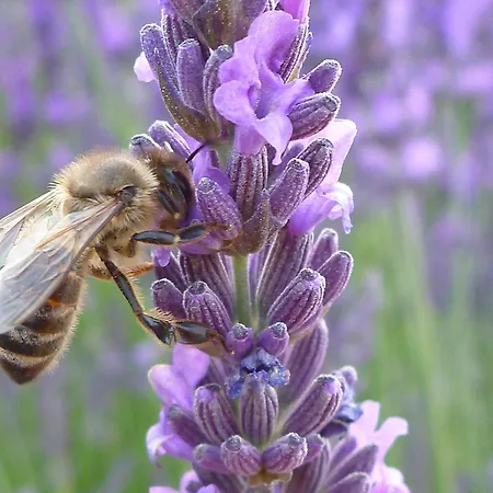 Bulle D'eau Dace Bed & Breakfast