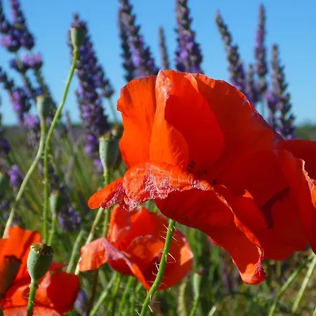 Bed & Breakfast Bulle D'eau Dace