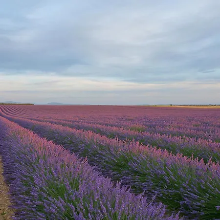 Bulle D'eau Dace * Valensole