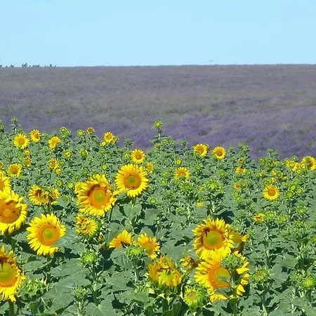 Bulle D'eau Dace Valensole