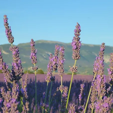 Bulle D'eau Dace Bed & Breakfast Valensole