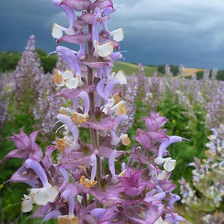 Bulle D'eau Dace Bed & Breakfast Valensole