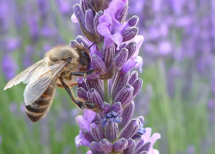 Bulle D'eau Dace Отель типа 